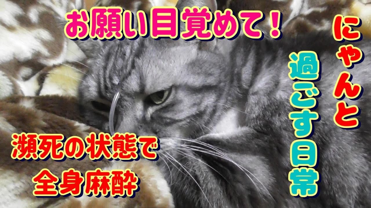 瀕死の状態で全身麻酔。このまま目を覚まさないかも。