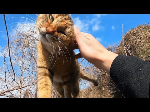 双子の娘猫がお互い負けずと公園を自由に駆けまわる