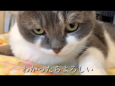 ただモチモチとしている猫 #アメリカンカール #たぴ