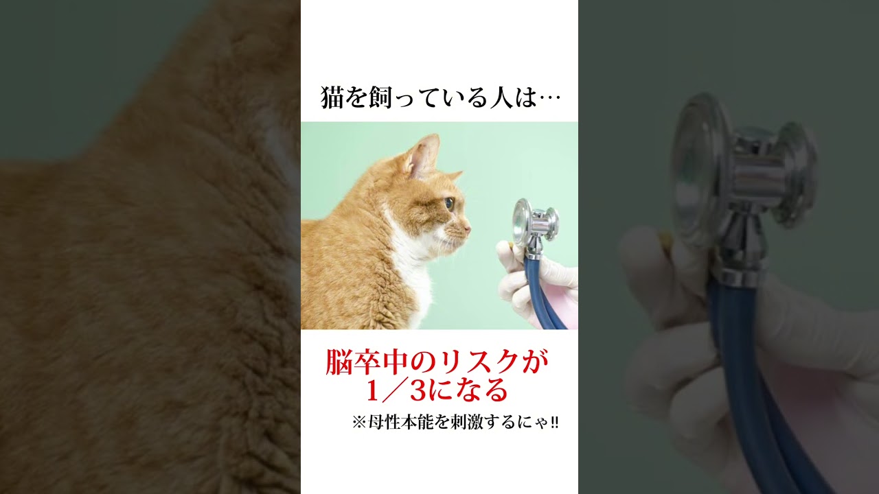 猫のクスッと笑える驚愕の事実5選がこちら💁‍♀️#shorts#ペット #猫