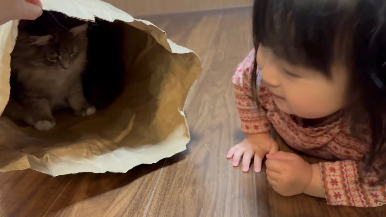 米袋を取り合う猫　ラガマフィン　サイベリアンCats fighting over a bag of rice. Ragamuffin. Siberian