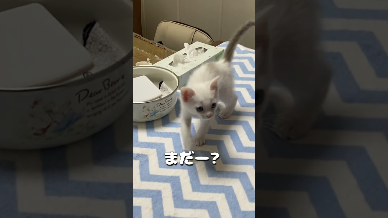 「ご飯！」と呼ぶとダッシュで駆けつけてくる赤ちゃん猫が可愛い