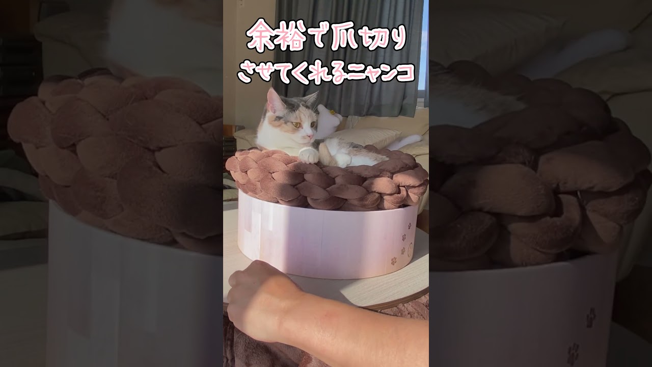 【三毛猫】余裕で爪切りさせてくれるニャンコ #毎朝ミーコさん #cat
