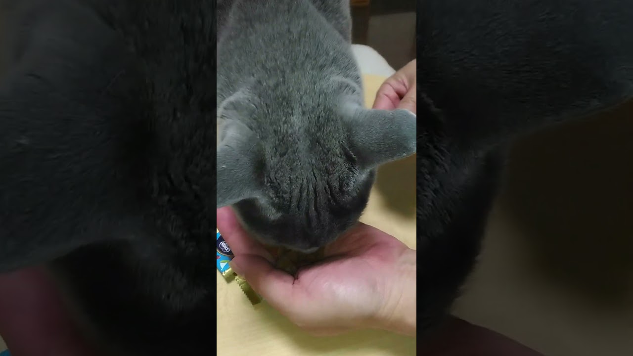 おやつリベンジ‼#cat #猫 #shorts #アメリカンショーヘア #ロシアンブルー#猫おやつ