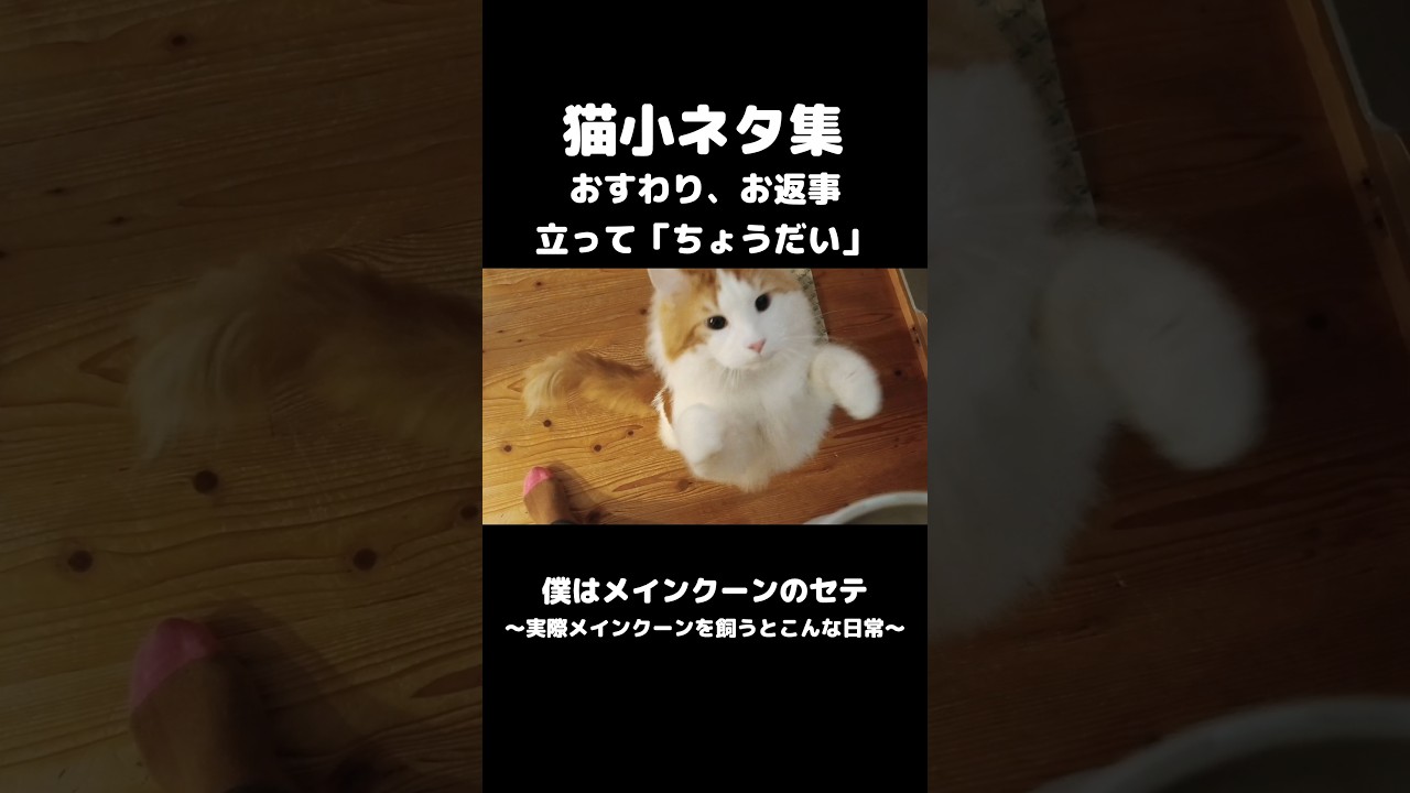 犬じゃないよね？ #犬みたいな猫 #メインクーン #猫のいる暮らし #mainecoon ＃cat