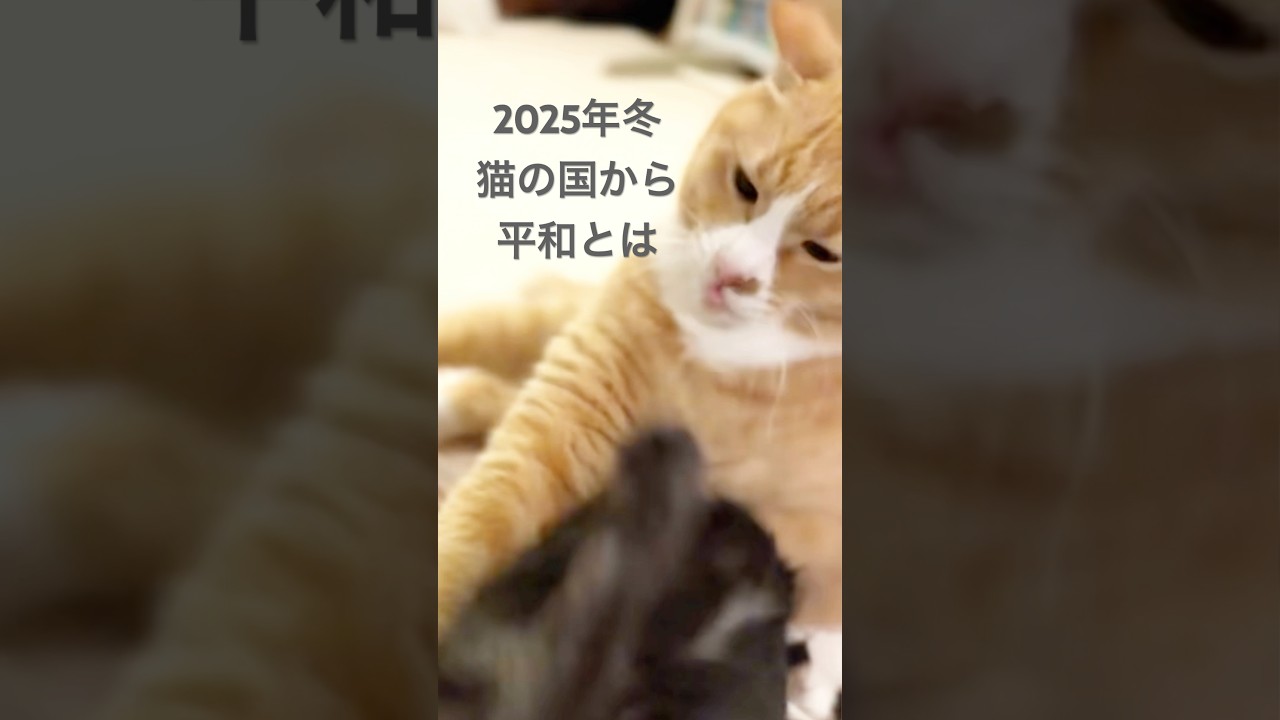猫による猫のための毛づくろい　#cat #茶とら #黒トラ猫 #猫のいる暮らし #仲良し #多頭飼い