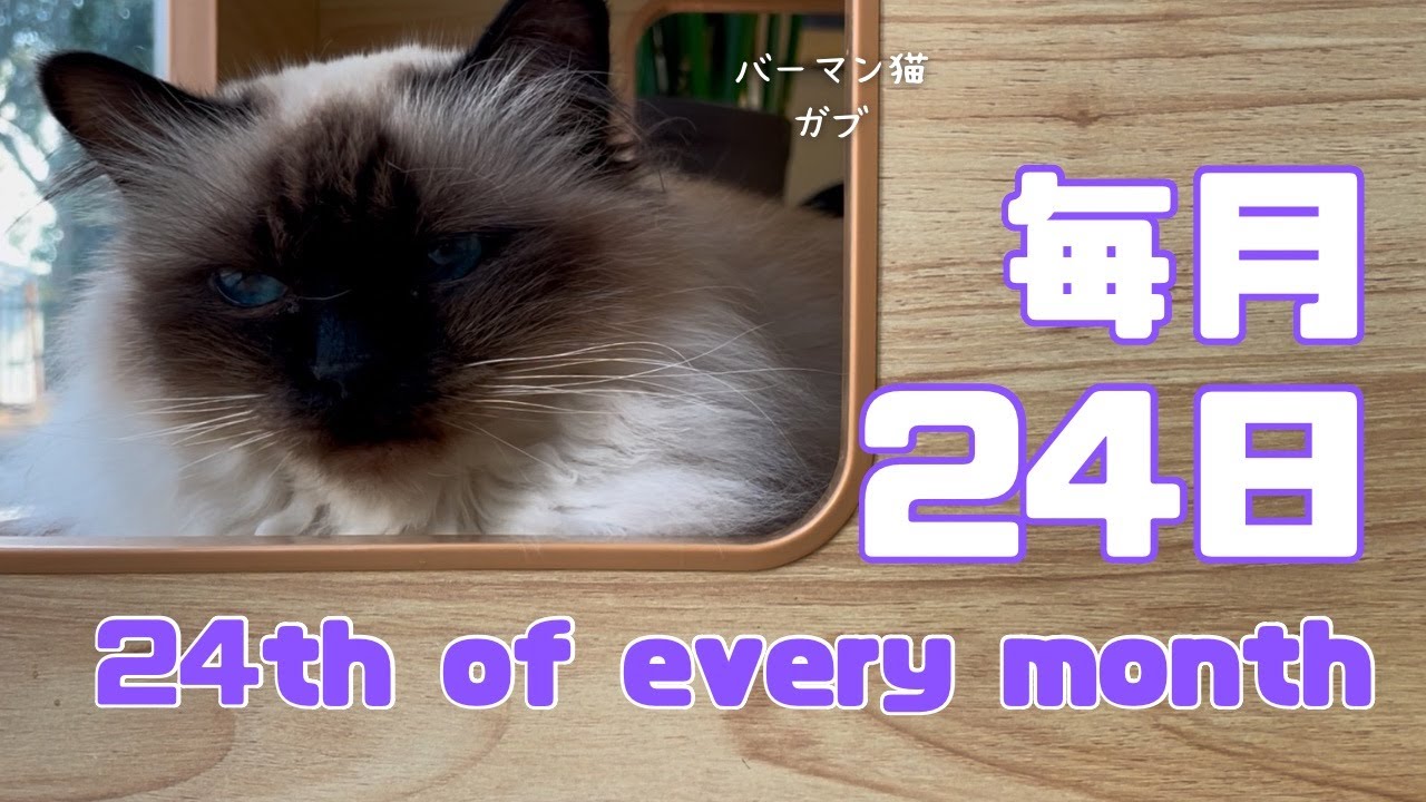 バーマン猫ラフとガブ【毎月２４日】24th of  every month（バーマン猫）BirmanCat