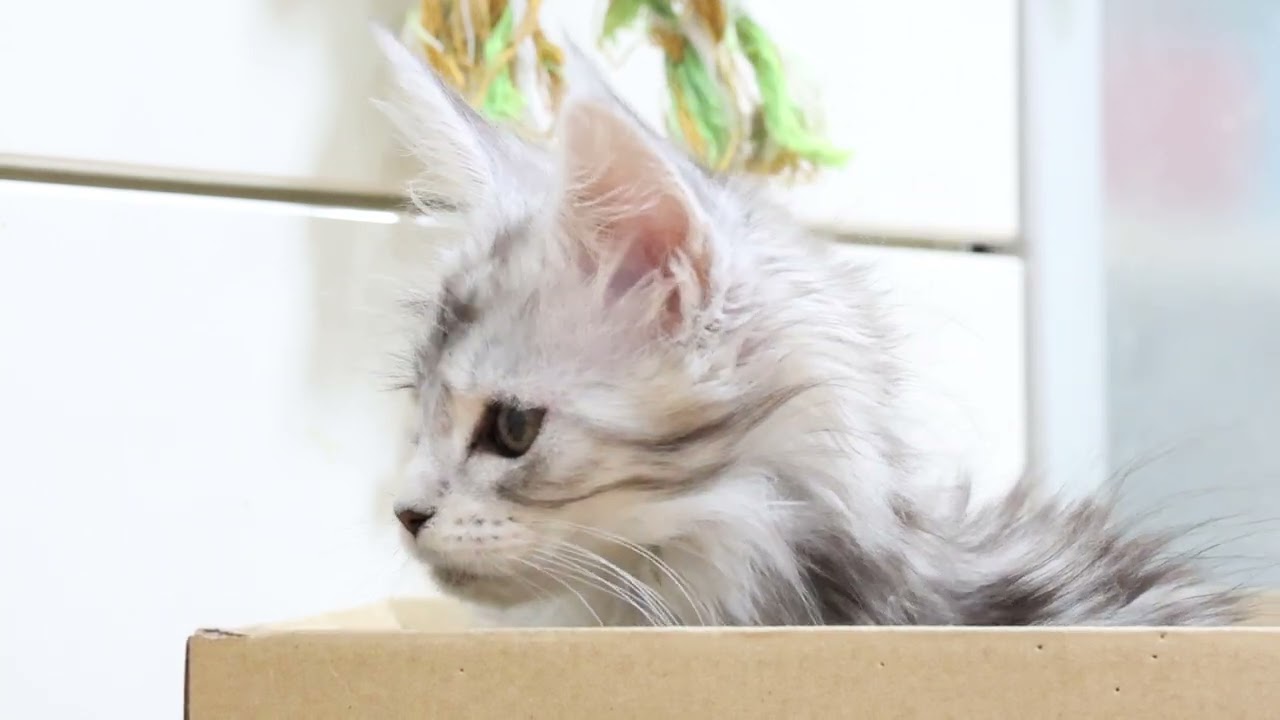 メインクーン子猫キアラちゃんの目覚め