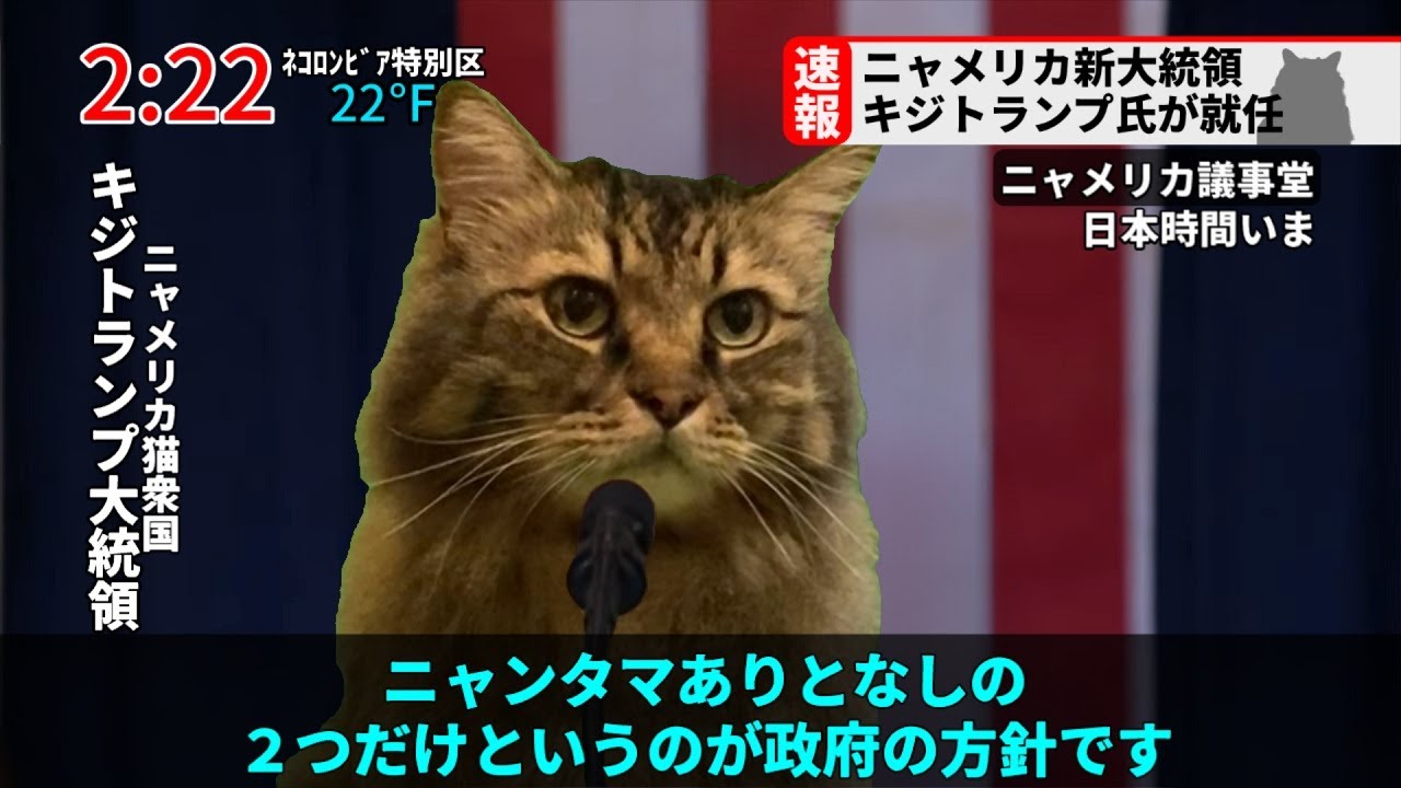 【速報】ニャメリカ猫衆国でキジトランプ新大統領が就任しました。