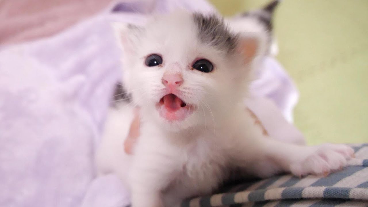 ママが好き過ぎる子猫達がカワイイ鳴き声でママに抱っこをせまる。【赤ちゃん猫　保護猫】