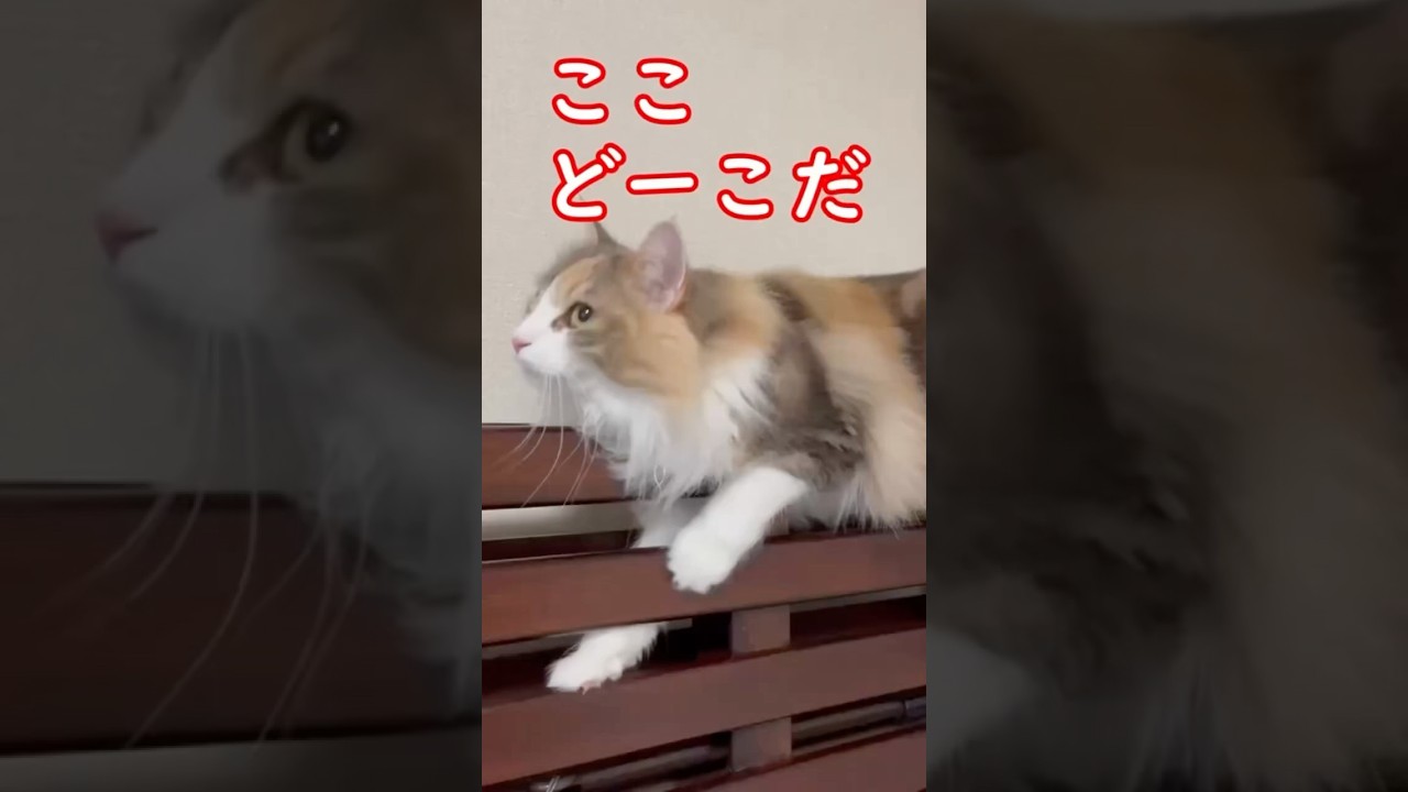 ここどーこだ#shorts #ねこ #猫 #cat #ノルウェージャンフォレストキャット