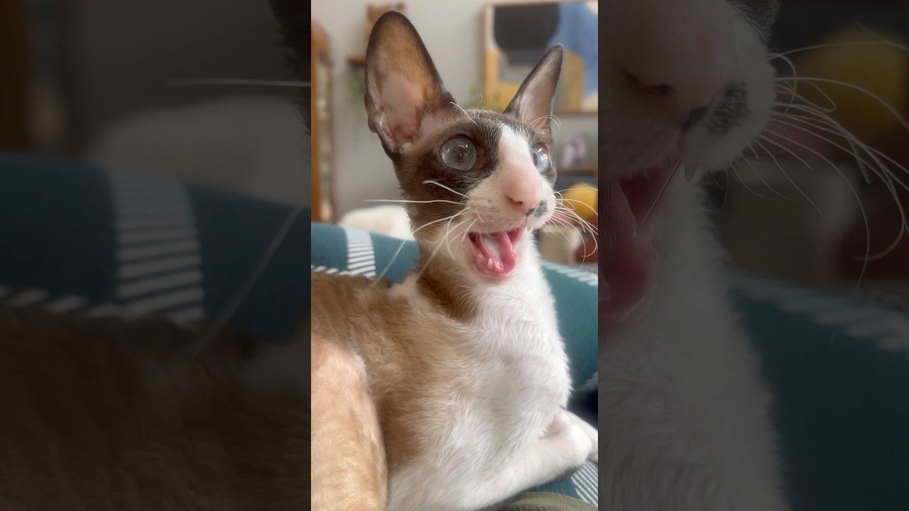 ekekekkekkek 🥱 #cornishrex
