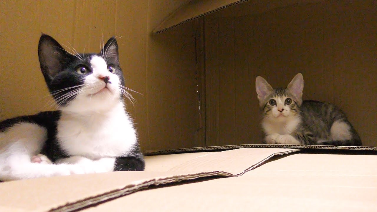 巨大ダンボールを家にし始めた子猫たちがかわいすぎました