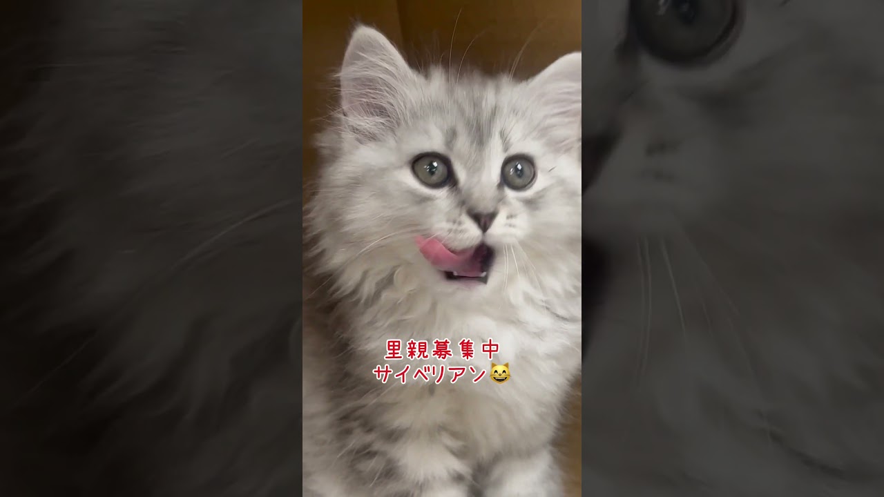 #里親募集中　#サイベリアン子猫