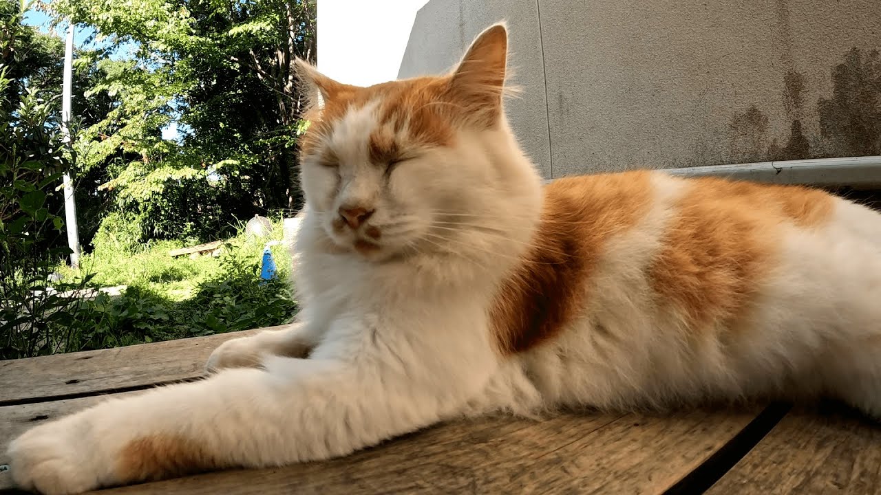 田代島　お店から摘み出された上に“猫は立入禁止”の張り紙まで貼られて不満たらたらな茶白猫が裏の隅っこでふてくされて不貞寝する