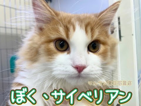 【 サイベリアン 】元気いっぱいに遊ぶ男の子！
