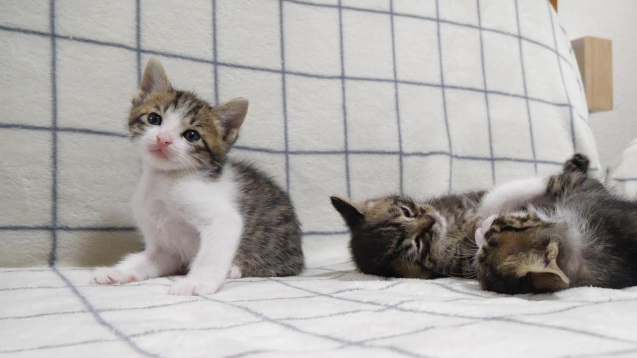 子猫戦隊　おちびーず誕生？先輩子猫の猛攻に力を合わせて立ち向かうおちびーず。【赤ちゃん猫　保護猫】