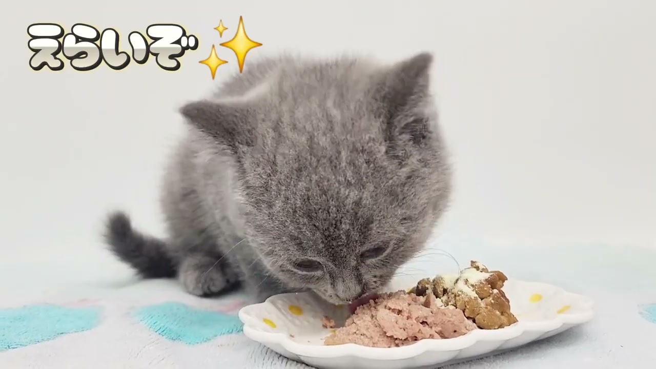 【ブリティッシュショートヘア】ごはんのあとは毛づくろい！
