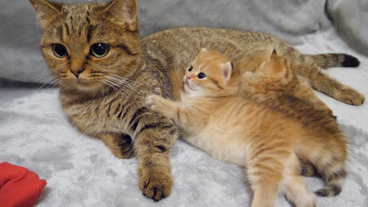 For Rio the kitten, the mother cat's belly is the best pillow!