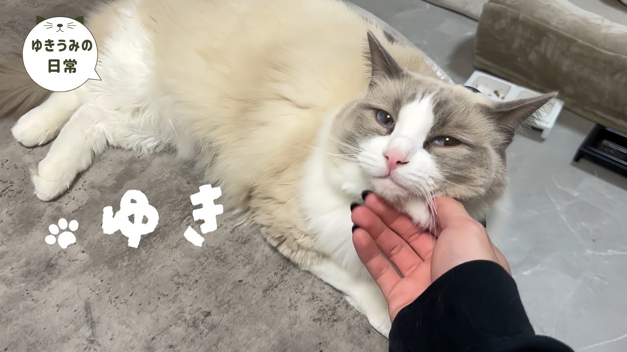 兄が弟の前で吐き出して凄い落ち込み方をしました・・・【ラグドール・キジシロ】