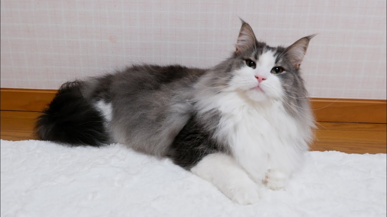 【かわいい🩷】嬉しそうなノルウェージャンフォレストキャットを見る会が可愛すぎたwww