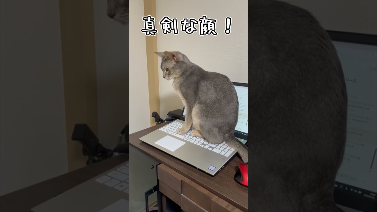 アビシニアンとは その34 #shorts #猫 #アビシニアン