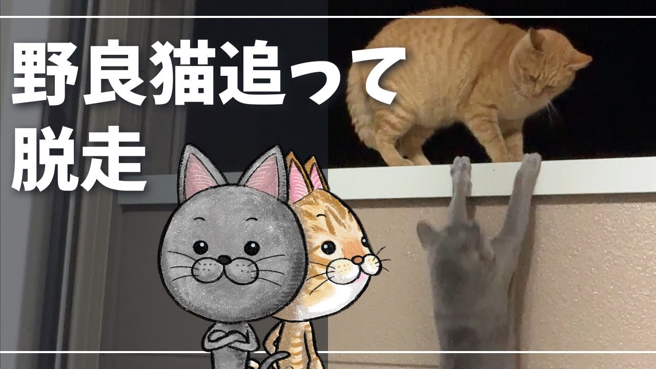 大きな反省点です、今後気をつけます…【ロシアンブルー】猫