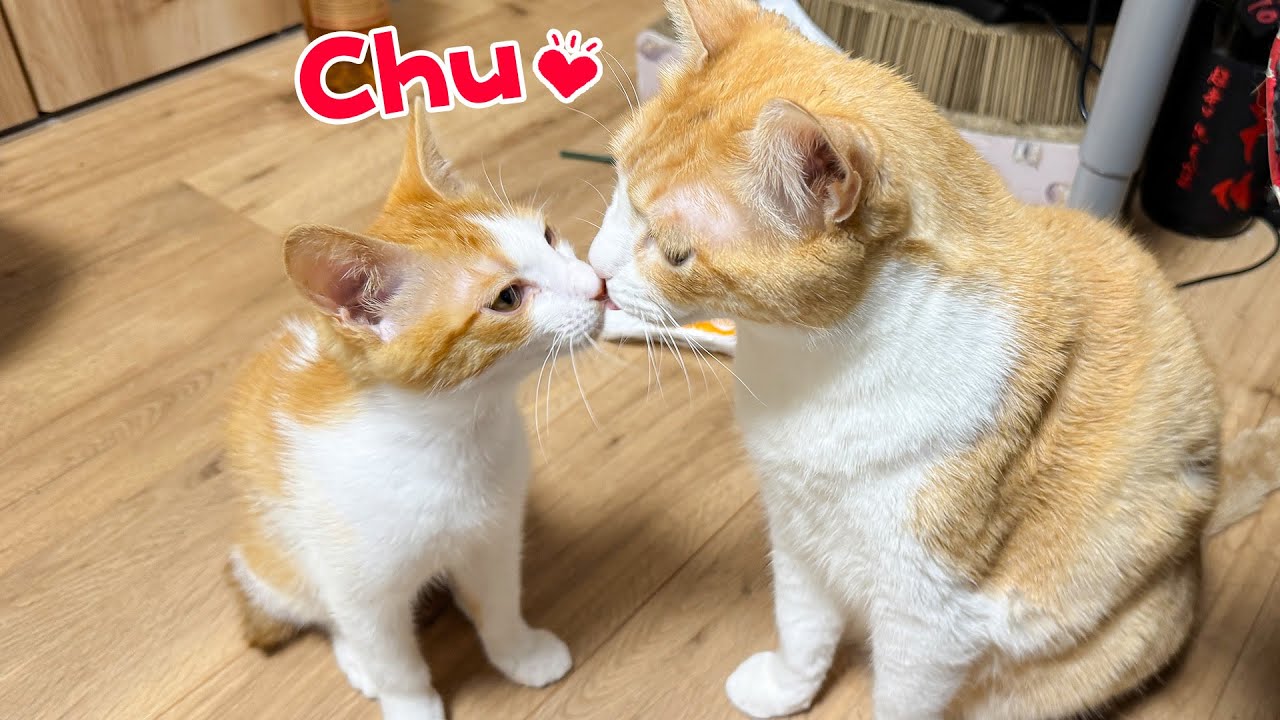 子猫の育児がひと段落してきたので、子育てを頑張ってる先輩猫に特別なプレゼントをしてみた結果…！