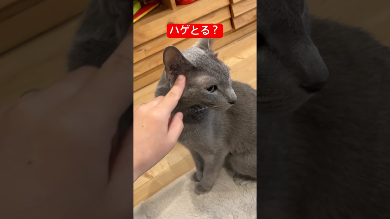 猫のここハゲて大丈夫？#ロシアンブルー #猫