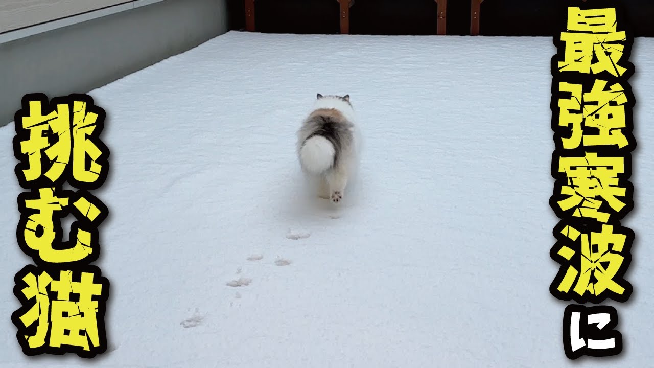 最強寒波の大雪に向かって猫が旅立っていきました【関西弁でしゃべる猫】【猫アテレコ】