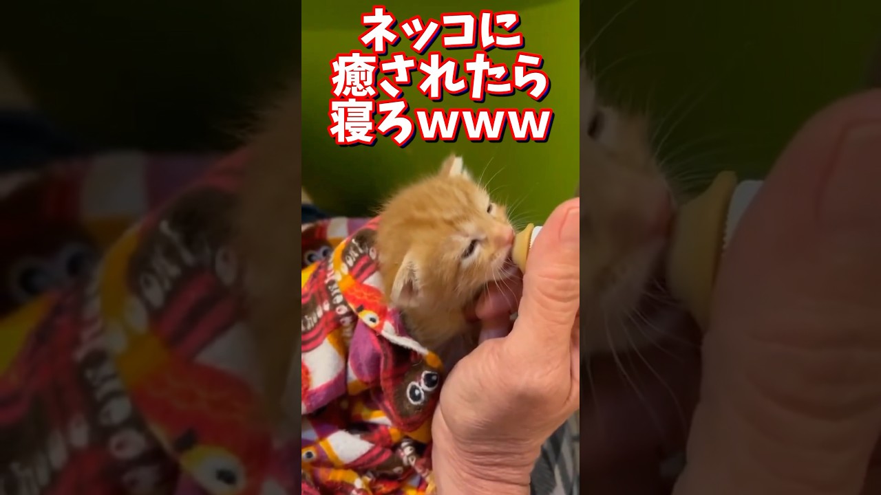 ネッコの動画で癒されたら寝ろｗｗｗ　#猫 #癒やし #ねこ動画