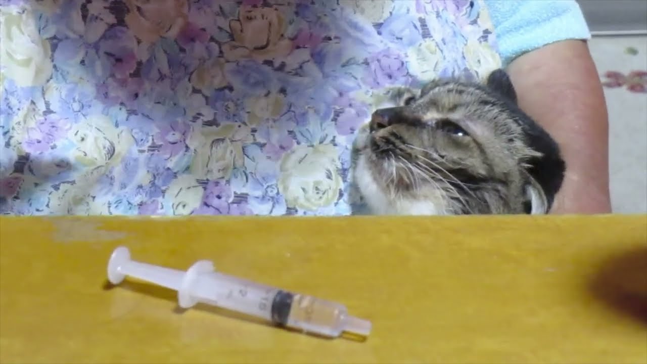 病院帰りのヒメちゃん　202410R