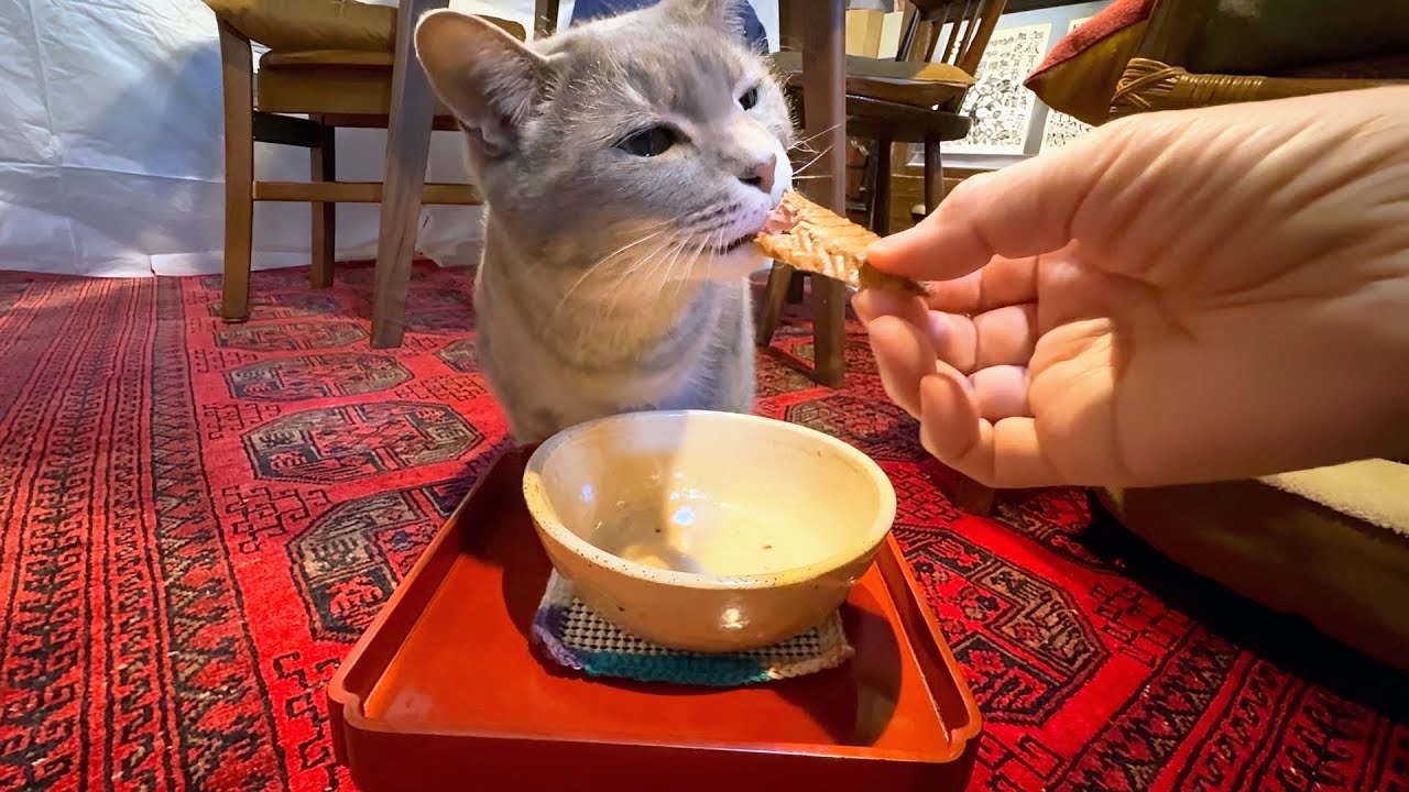 ランボーさんから届いた焼きカツオを美味しそうに食べて..  何処からか匂って来る美味しい匂いに気もそぞろの猫・・・