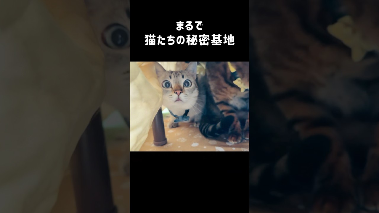猫に「猫用こたつ」をプレゼントしたら…秒で虜になりました　#shorts