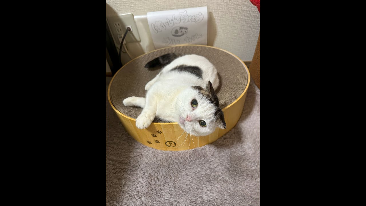 かいちゃん13歳の誕生日記念のライブ配信 #マンチカン #かいちゃん  #猫ライブ