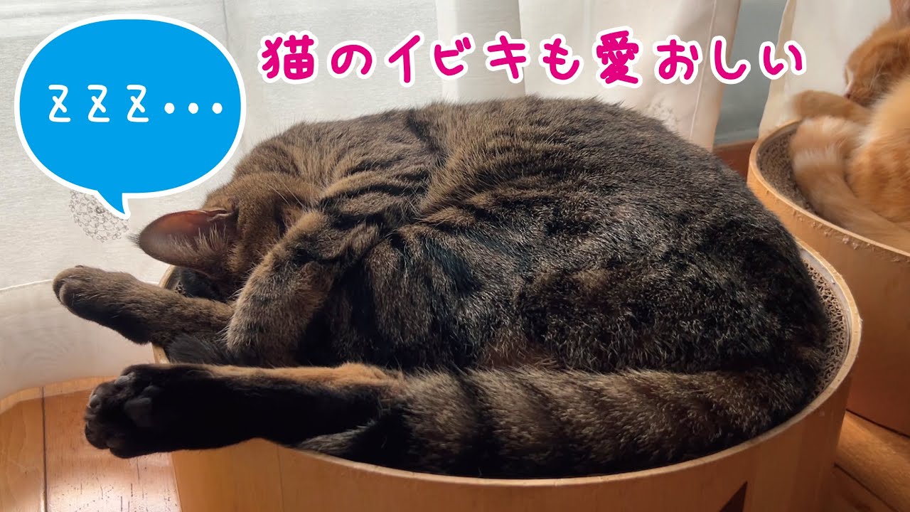 お昼寝中にイビキをかいちゃう猫