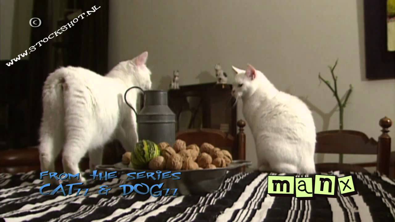 Manx cats
