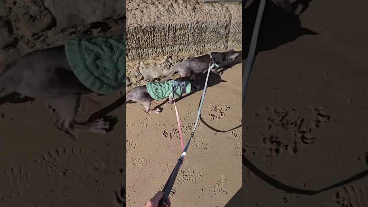 sphynx cats first trip out part 3 #shortvideo #shorts #adventurecat #cat #sphynx #korat #kitten #pet