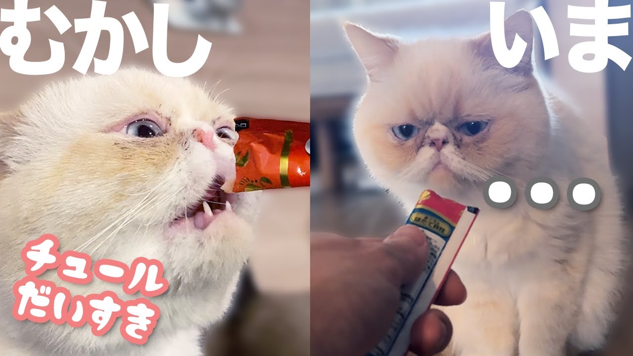 ちゅ〜るに興味を示さなくなった猫、エキゾチックショートヘアのしらすさん。