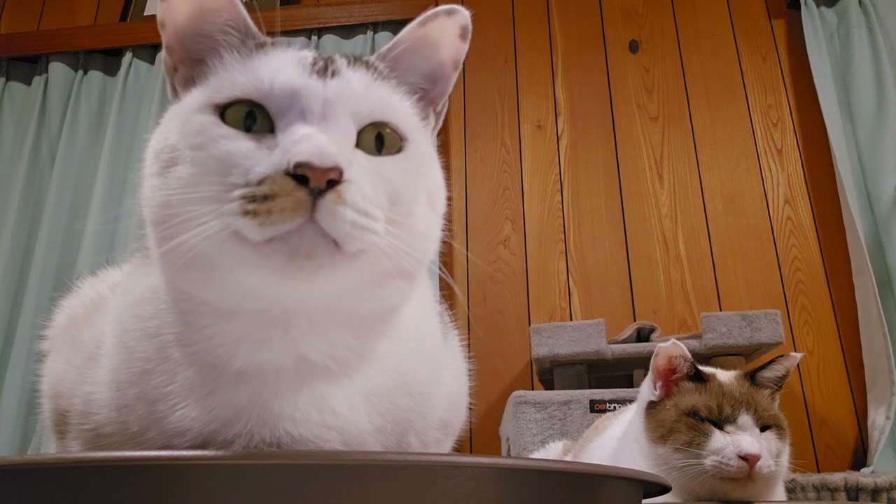 ノートパソコンで猫用動画を見ているみーこさんとのんちゃん 250123