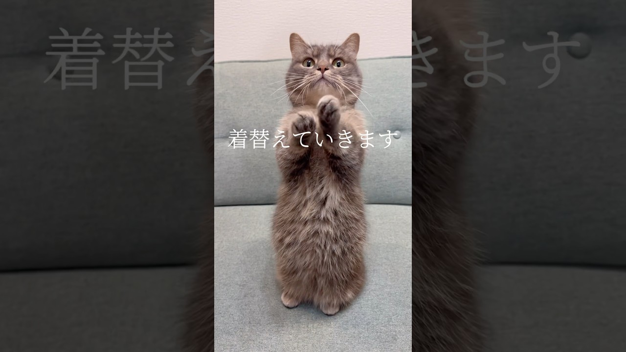 猫がめちゃかわ衣装に着替えていきます#shorts #猫 #マンチカン