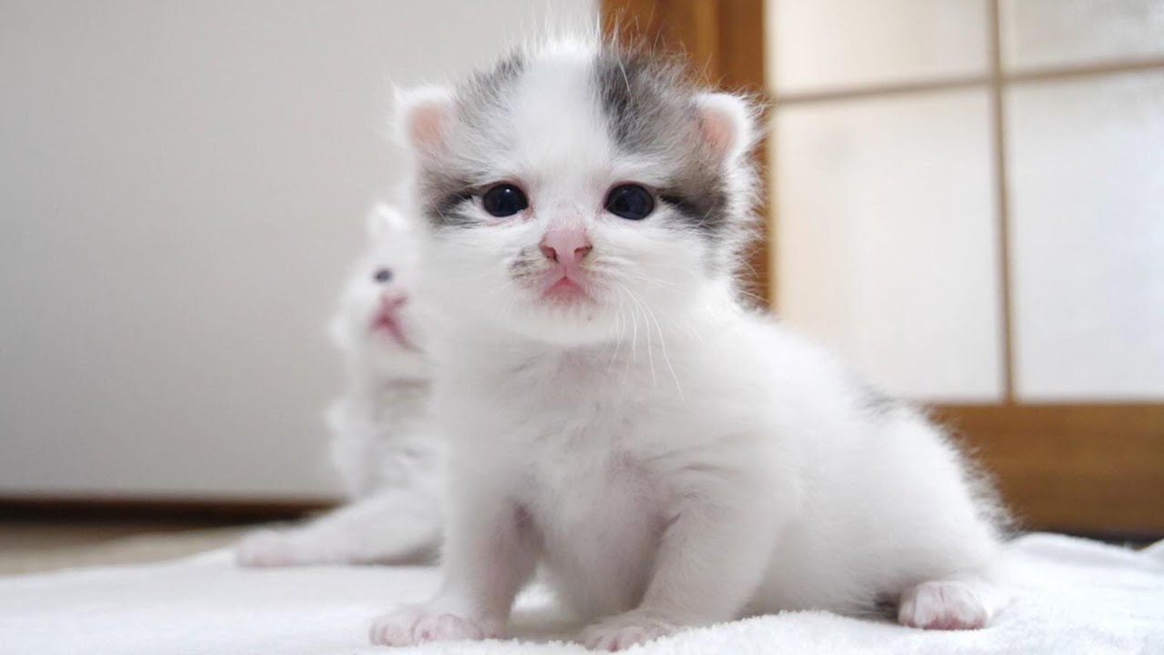 ミルク待ちの子猫が不安そうな表情でママを見つめる。忘れてませんよね？【赤ちゃん猫　保護猫】