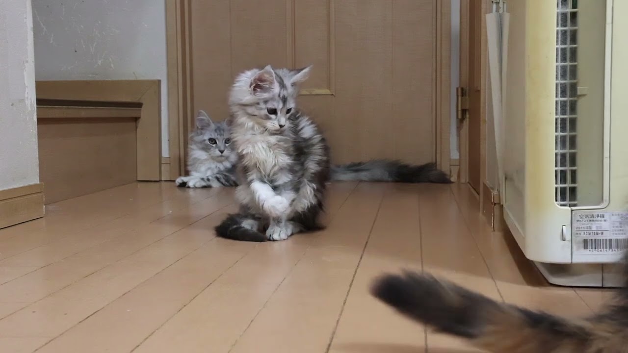 メインクーン子猫キアラちゃんの目覚め