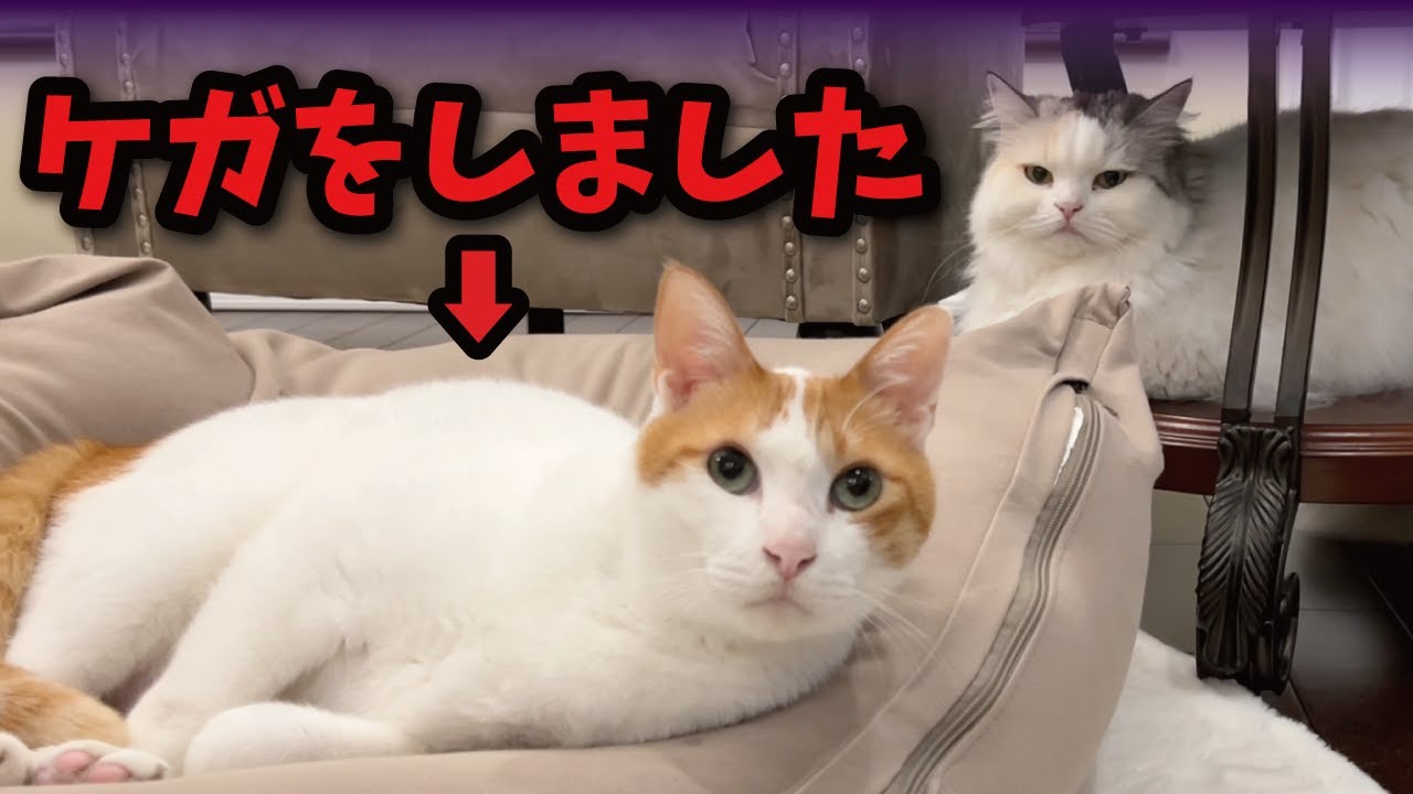 【ケガ】師匠に毎年恒例の持病？が発生しました【関西弁でしゃべる猫】【猫アテレコ】