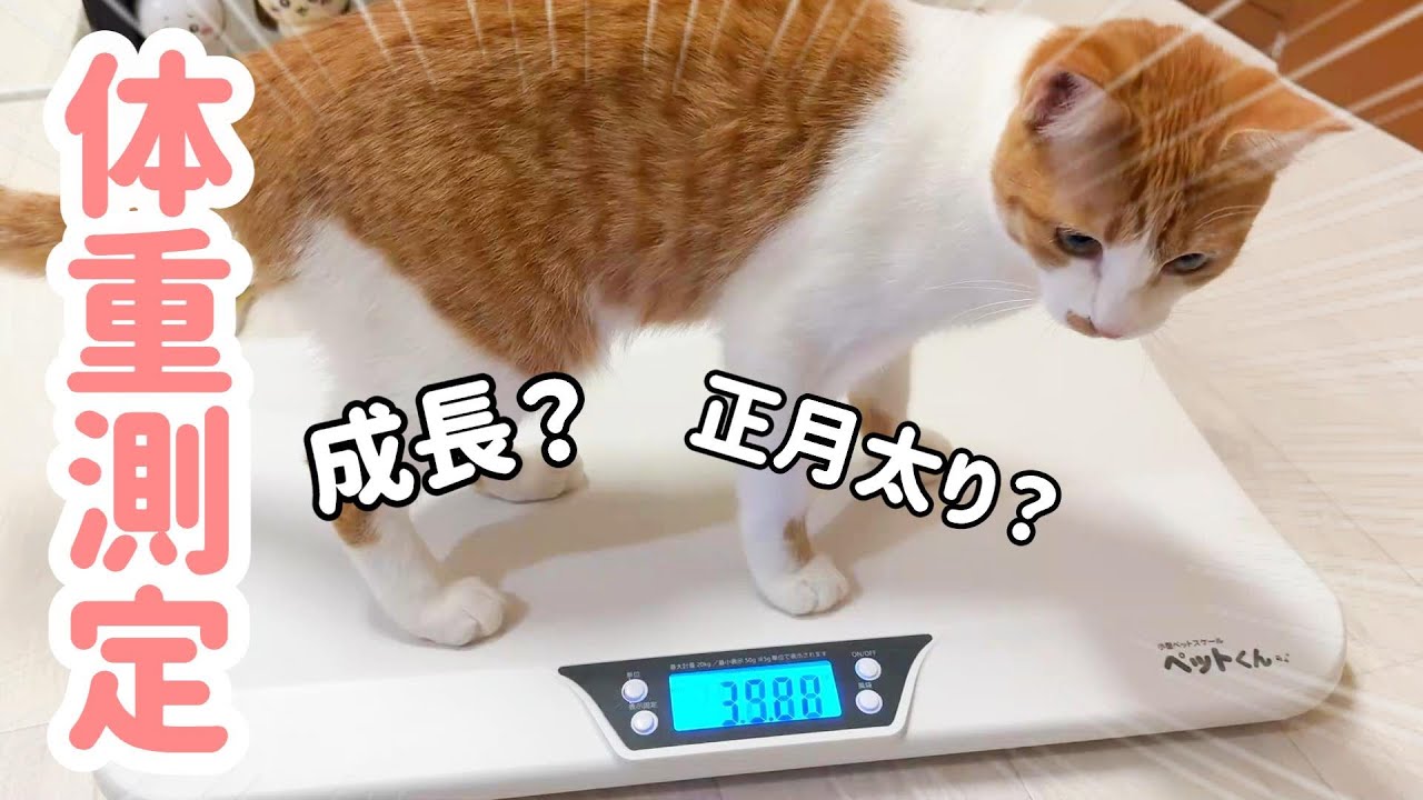 2025年初体重測定してみたら子猫の体重が、、、