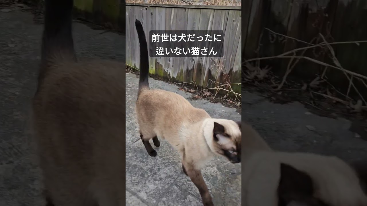前世は犬だった猫さんを呼んでみた #シャム猫ひおろ #cat