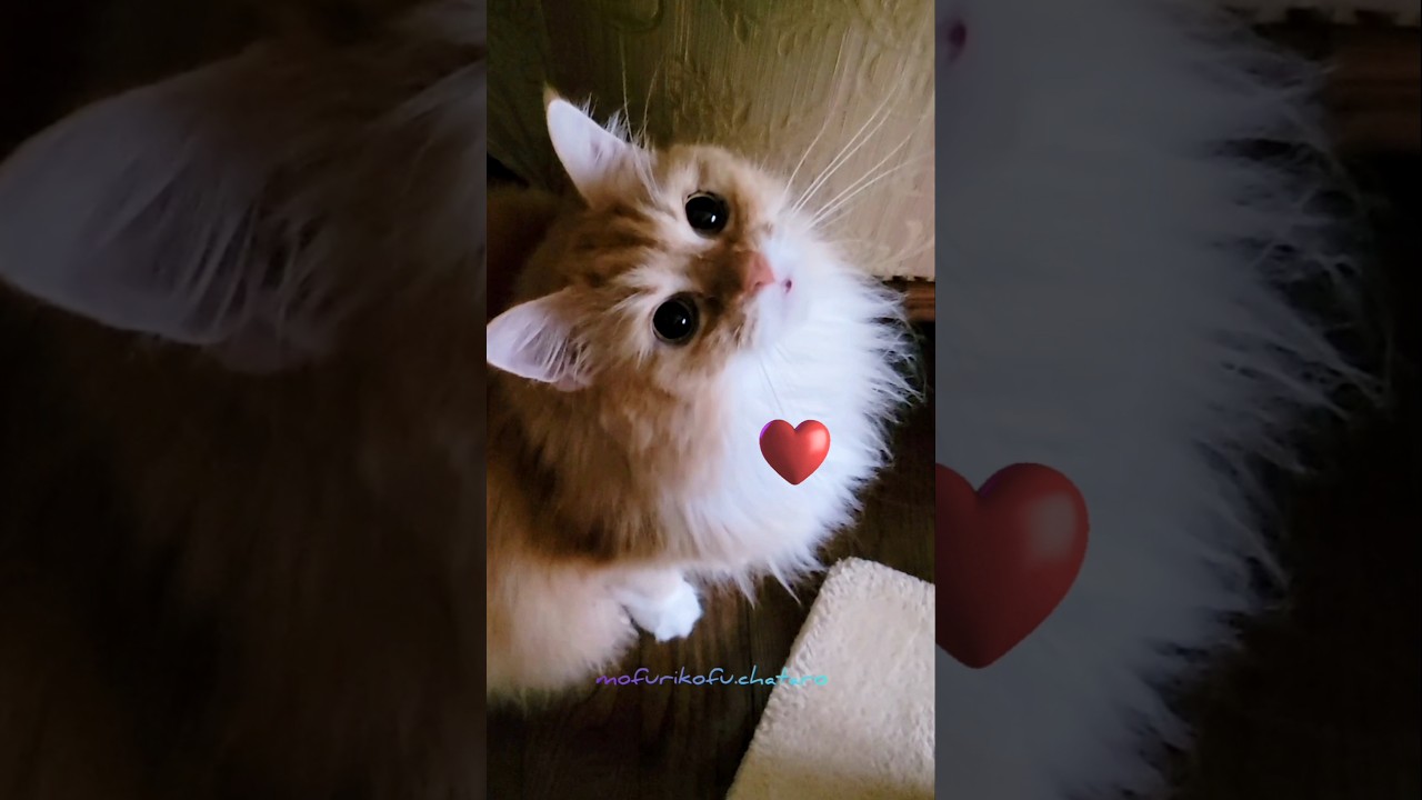 メインクーンのへそ天は…