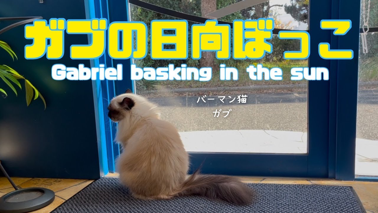 バーマン猫ガブとラフ【ガブの日向ぼっこ】Gabriel basking in the sun（バーマン猫）Birman/Cat