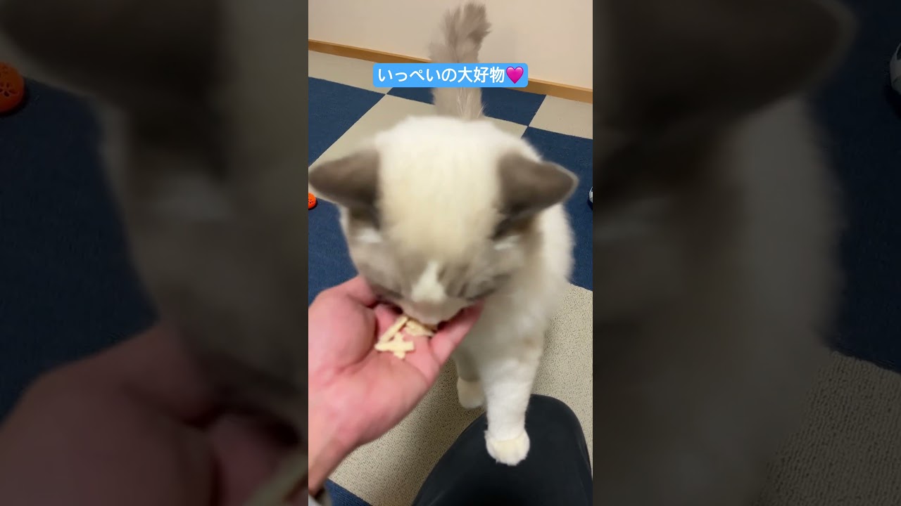 いっぺい大好物のおやつ🍪🐈#ラグドール #猫のいる暮らし