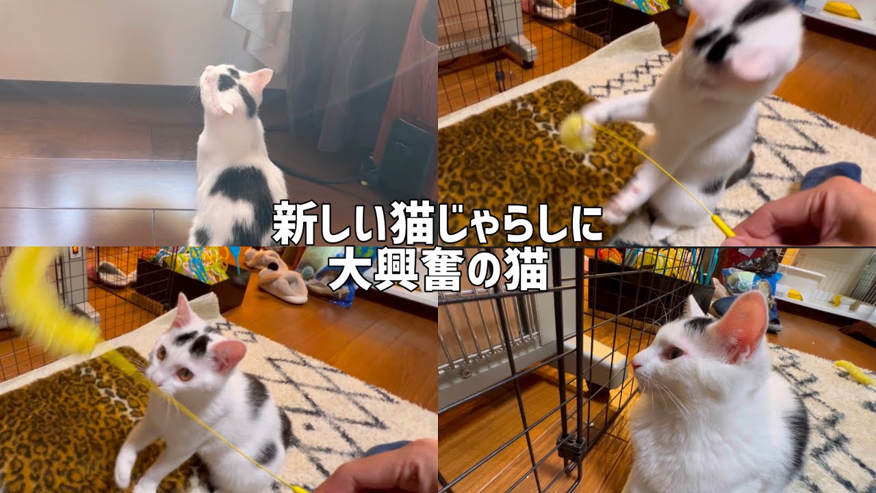 新しい猫じゃらしに大興奮する猫のミルねーさん。近くですると危険すぎた。＃ねこ＃cat＃保護猫